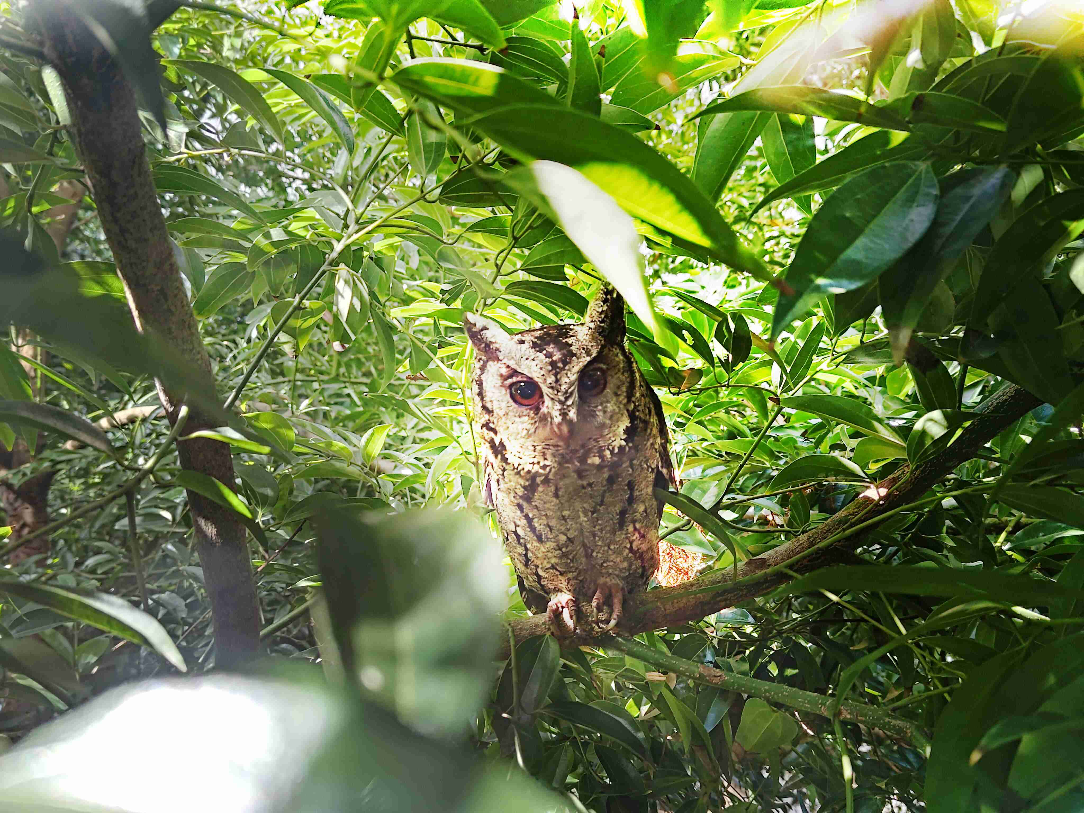 尊龙集团致力提倡净零绿生活，，16年以来在全球各厂区植树逾百万棵，，，，造就各厂区树木蔚然成林，，，犹如森林工厂，，成为许多生物的栖息地